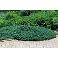 thumbnail image 6 of Juniper Blue Chip  3 Live Gallon Size Plants  Juniperus Horizontalis  Evergreen Cold Hardy Drought Tolerant Groundcover, 6 of 9