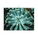 thumbnail image 1 of Fotbe Teal Cactus Alfombrilla de Secado para Cocina con Estampado, 18x24 Pulgadas, 1 of 7