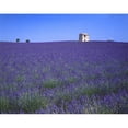 thumbnail image 2 of Posterazzi DPI1783196 Lavender Field in Southern France Poster Print by David L. Brown, 17 x 13, 2 of 4