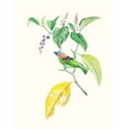 thumbnail image 2 of Cuvier, Georges 20x24 White Modern Wood Framed Museum Art Print Titled - Cuvier Bird And Habitat IV, 2 of 4