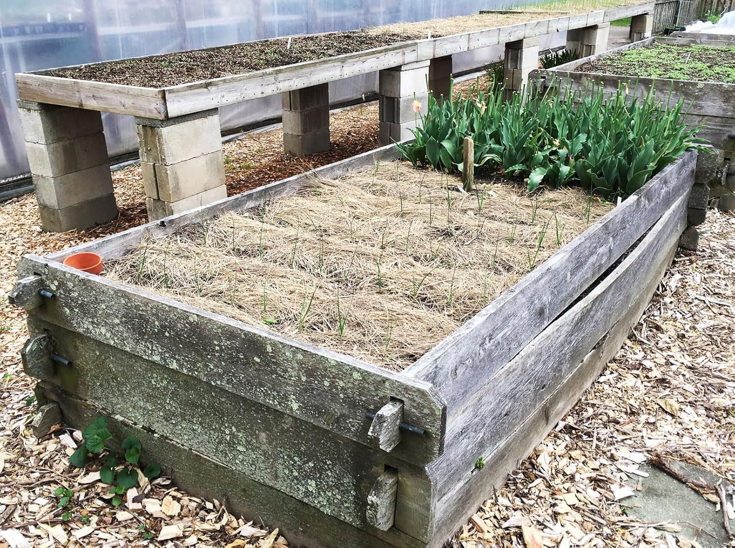 Organic Salt Hay Mulch for Vegetable Gardens | Clean & Sustainable | Weed-Seed-Free | Insulates & Retains Moisture for Plants & New Grass Overseeding | SM Box (12"x12"x12") | 125 Sq. Ft. Coverage