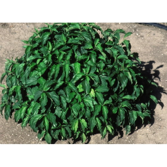 Kelsey Dwarf Dogwood