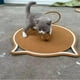 thumbnail image 5 of Almohadilla Rascadora para Gatos, Nido Rascador para Gatos con Bola, Sofá Multifuncional, Tablero Rascador Transpirable para Gatos, Alfombrilla para R Marron oscuro, 5 of 8
