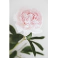 thumbnail image 2 of 1x Studio III 23x32 White Modern Wood Framed Museum Art Print Titled - Peony 10, 2 of 4