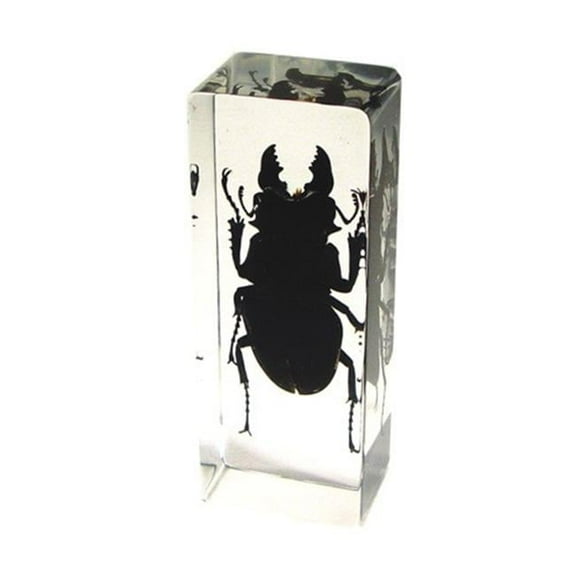 Ed Speldy East PW301 Real Bug Paperweight Regular-Large-Black Stag Beetle