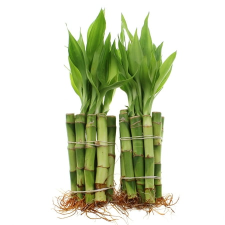 NW Wholesaler - Live Lucky Bamboo Bundle of 20 Stalks 4” (Best Way To Grow Lucky Bamboo)