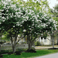 thumbnail image 3 of White Crape Myrtle Tree, Hardy Flowering Ornamental, 3 of 6