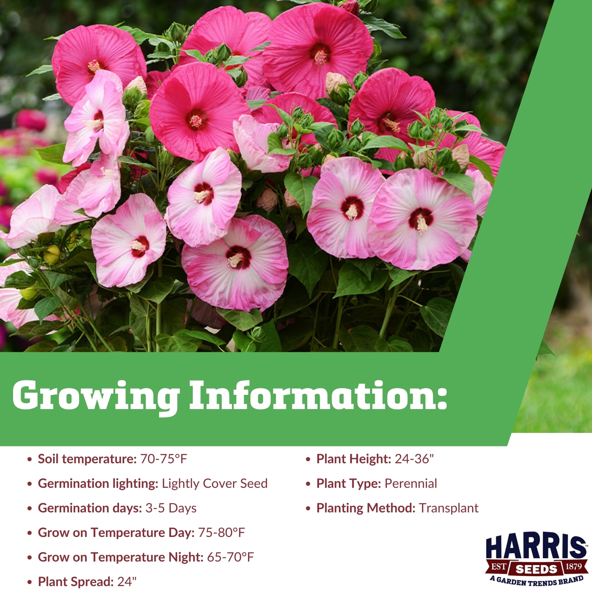 Harris Seeds - Hibiscus Luna Mix F1 Seeds - Large Flowers - Outdoor Planting - 100 Seeds