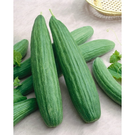 Cucumber Armenian Dark Green Great Heirloom Vegetable Seeds by Seed Kingdom (1,500 Seeds)