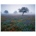 thumbnail image 1 of Great BIG Canvas | Rolled Adam Jones Poster Print entitled Texas, Hill Country, View of Texas paintbrush and bluebonnets at dawn, 1 of 4