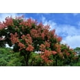 thumbnail image 2 of 10 GOLDEN RAIN TREE Goldenrain Koelreuteria Paniculata Yellow Flower Seeds, 2 of 11
