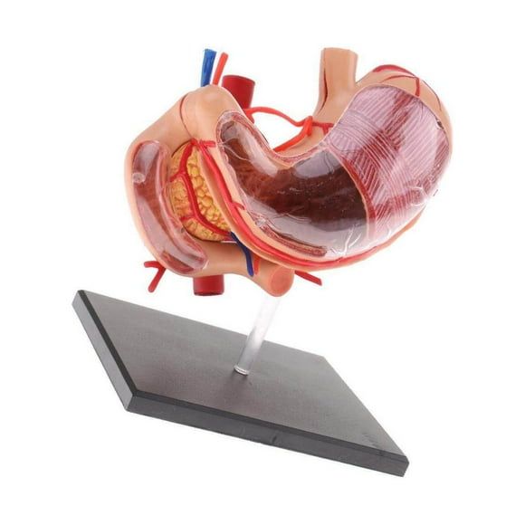 2:3 Human Human Stomach Pancreas with Internal Organs Model Anatomy Study