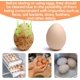 thumbnail image 3 of Limpiador de cepillo de silicona para huevos, herramienta multiusos para fregar frutas y verduras para huevos frescos, cepillo de limpieza para lavar huevos (blanco), 3 of 5