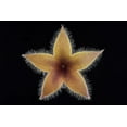 thumbnail image 2 of Mozqueda, Victor 14x11 Gold Ornate Wood Framed with Double Matting Museum Art Print Titled - Stapelia Grandiflora, 2 of 4