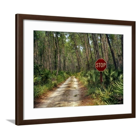 Central Florida, Stop Sign, Ocala Forest Road Framed Print Wall Art By Pat