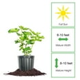 thumbnail image 2 of Perfect Plants LSU Fig 1 Gallon, 2 of 10