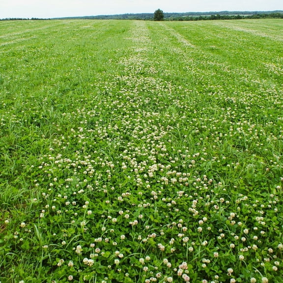 TomorrowSeeds - Dutch White Clover Seeds - 1000 Count - For 2026 Planting Lush Lawn Cover Landscape