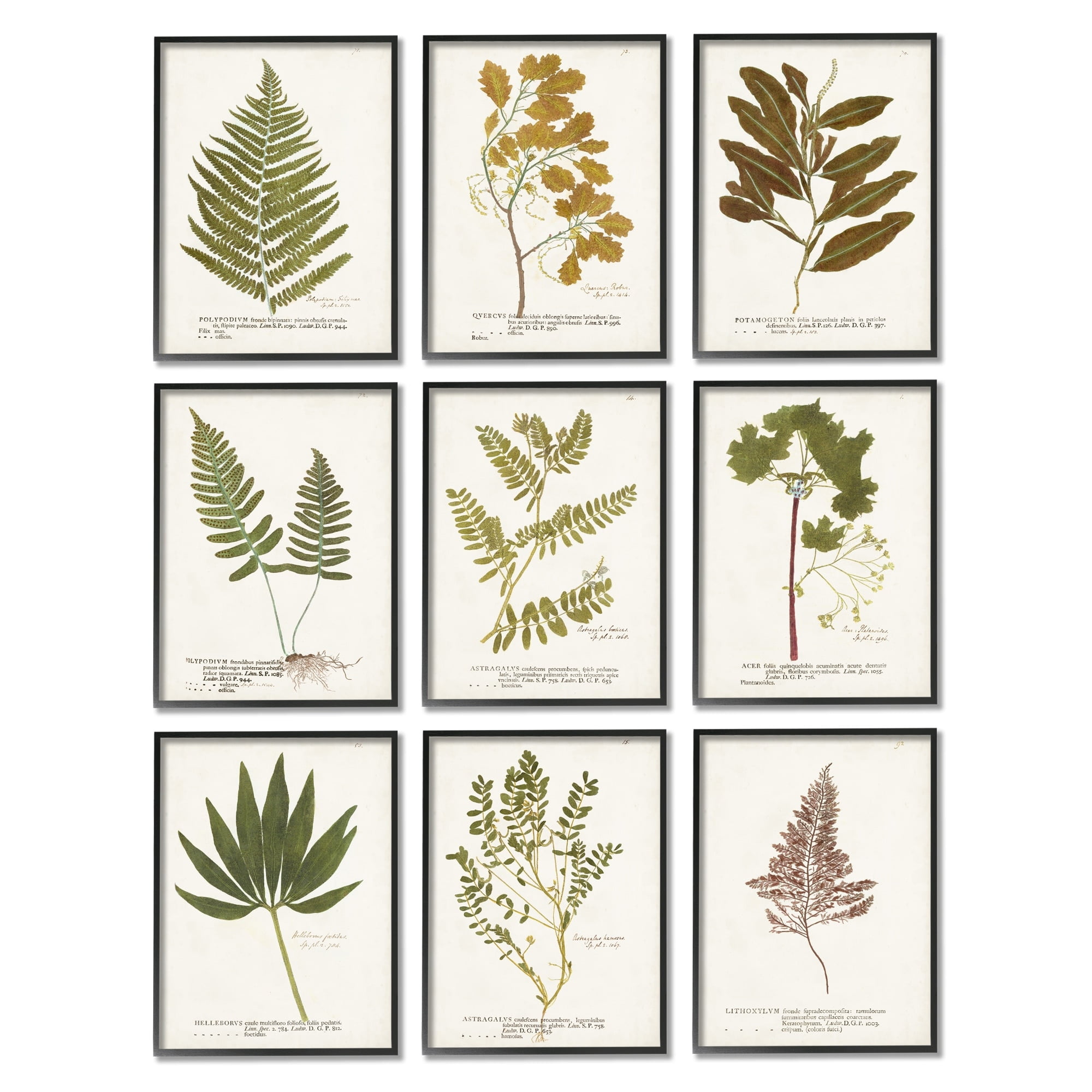 Stupell Industries Delicate Pressed Botanicals Vintage Plant Leaf Study , 11 x 14, Design by World Art Group