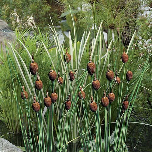 Bloomsz Marginal Bog Water Plant Mini Cattail Typha Gracilis Root Flower Bulb Walmart Com Walmart Com