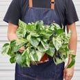 thumbnail image 2 of Pothos Marble Queen Live Plant for Indoor | Different Houseplants in 4'' & 6'' Pot | Real House Plant for Living Room, Office, Desk & Bathroom |, 2 of 6