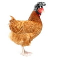 thumbnail image 4 of Pet Protection Chicken Helmet Hen Hat Bird Head Cover Size 1.8x1.8 Inches (Dazzling black), 4 of 4