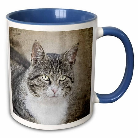

3dRose Close up of cute cat photography - Two Tone Blue Mug 11-ounce