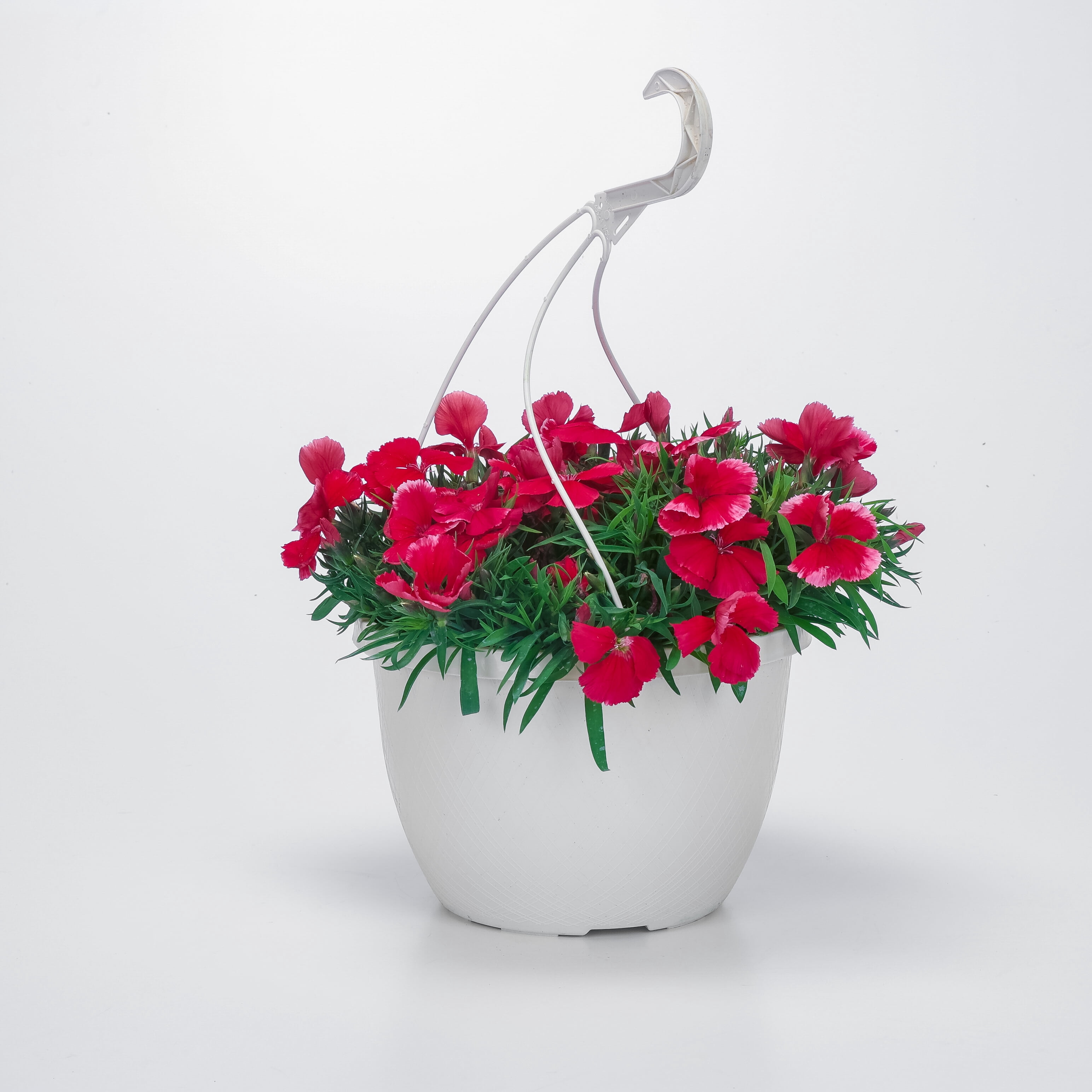 Expert Gardener 1.5 Gallon Hanging Basket Multicolor Dianthus Annual Live Plants Full Sun
