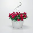thumbnail image 2 of Expert Gardener 1.5 Gallon Hanging Basket Multicolor Dianthus Annual Live Plants Full Sun, 2 of 9