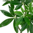 thumbnail image 5 of Northlight 4' Artificial Unbraided Potted Green Money Tree, 5 of 7