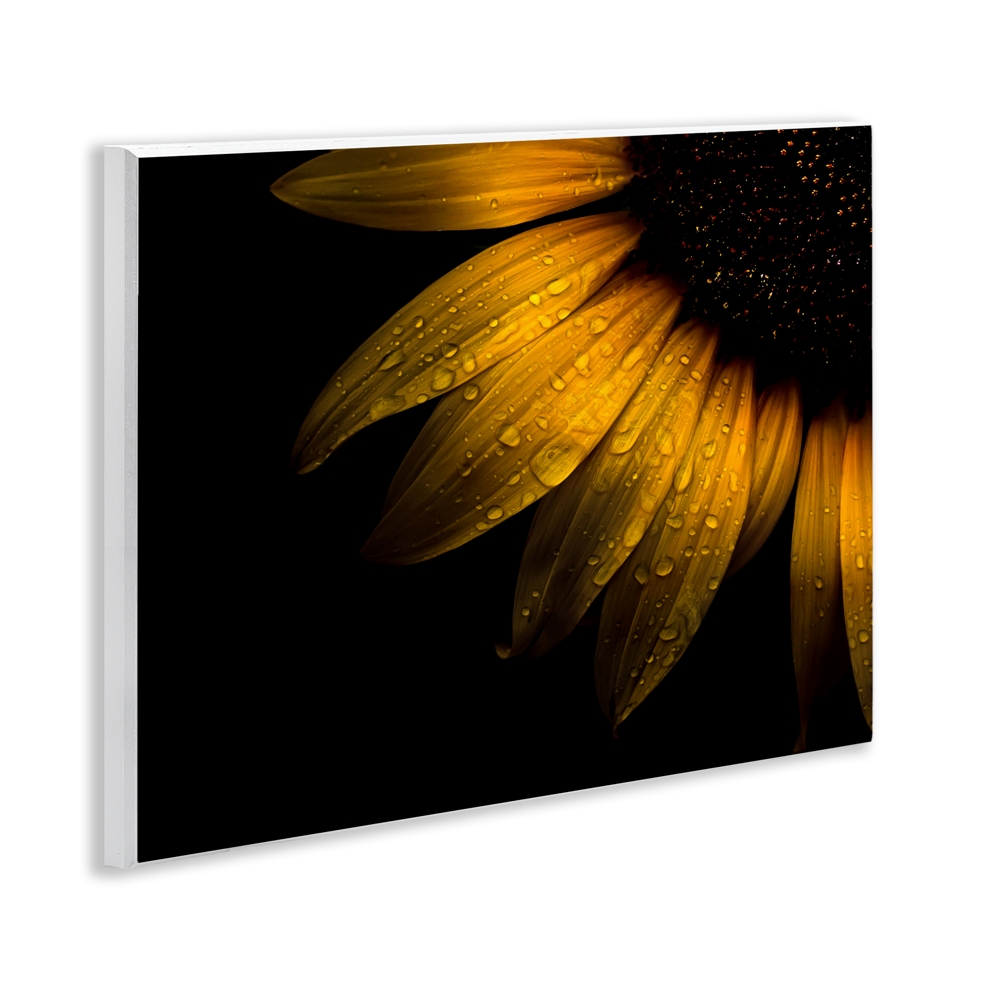Water Droplets on Sunflower Wall Plaque Art, design by Brian Carson Photography