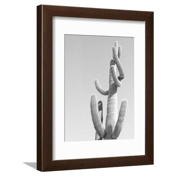 Black and White Image of a Cactus Framed Print Wall Art by Rob Lang Sold by Art.Com