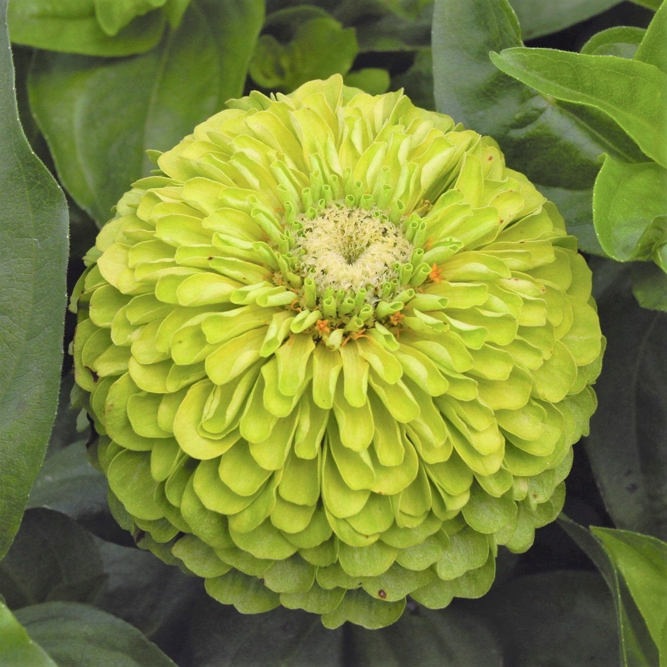 TomorrowSeeds Envy Lime Zinnia Seeds 100+ Count Packet Z. Elegans