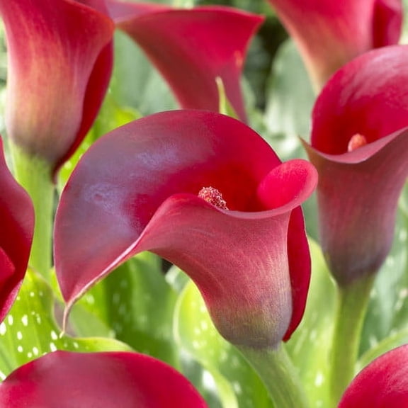 Van Zyverden Callas Indian Summer Set of 5 Bulbs Red Partial Sun Perennial Easy to Grow 1 lb