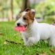 thumbnail image 4 of Cotton-filled Latex High-elastic Decompression Dog Toy Pet Toy Resistant To Chewing And Grinding Teeth Educational Pig Sound Pet, 4 of 4