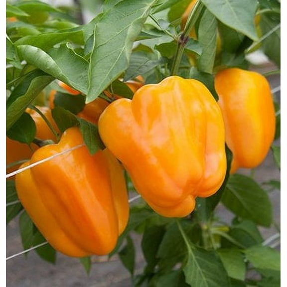Flavorburst Pepper Plant- Two (2) Live Plants - Not Seeds - in 3.5 Inch Pots