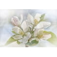 thumbnail image 2 of Stalus, Judy 14x11 White Modern Wood Framed Museum Art Print Titled - Spring Blossoms, 2 of 4
