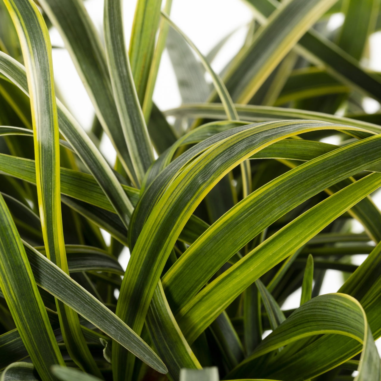 Expert Gardener 2QT Variegated Liriope Live Perennial Plant Sun 3-Pack