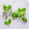 thumbnail image 2 of Miracle Gro AeroGarden Pesto Basil Seeds 6 Pod Kit, 2 of 6