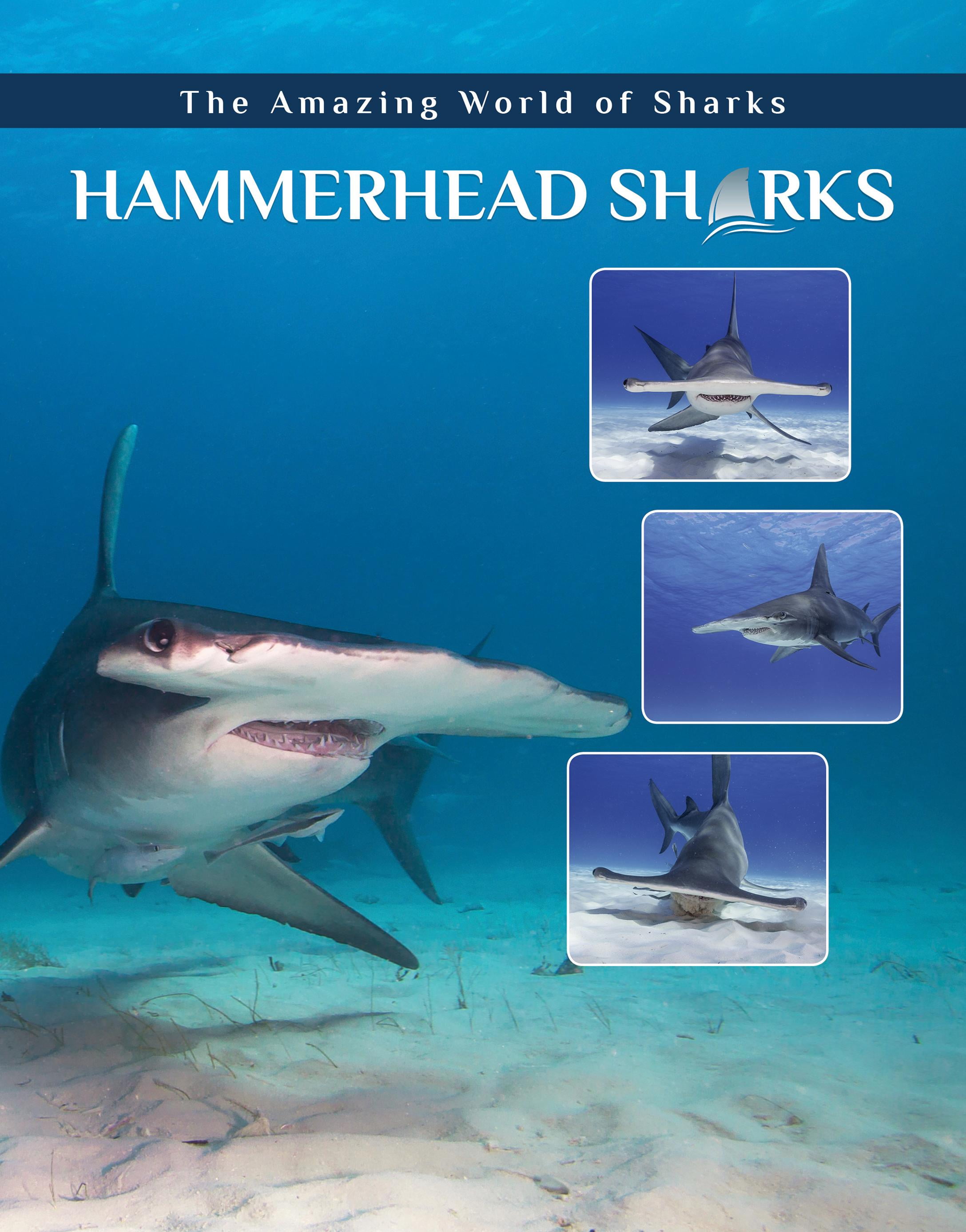 Amazing World of Sharks Hammerhead Sharks (Hardcover)