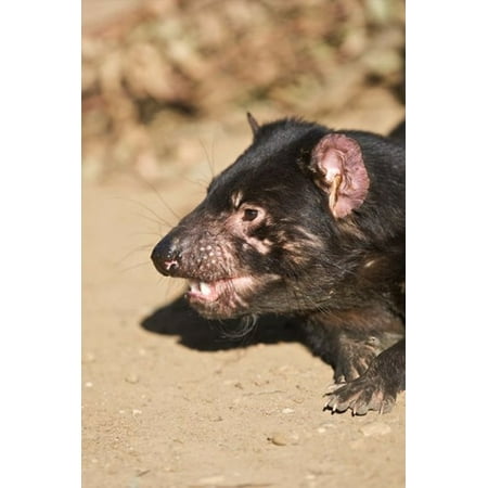 Head of Tasmanian Devil Canvas Art - Rebecca Jackrel DanitaDelimont (24 x 36)