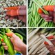 thumbnail image 4 of leyfeng Dispositivo de desplumado Pulgar para cortar verduras Cortador de dedos de hierro agrícola Cortador de pulgar de pimienta espinosa para hombres, 4 of 8