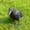 Black, variant on Tanxxt Insect Traps Tool Plastic Decoration Garden Crow Bird Simulation Hunting Jewelry Scary Patio & Garden