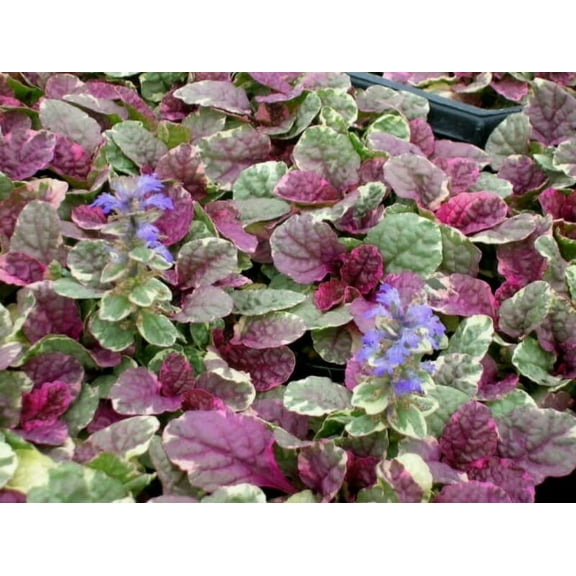 Ajuga 'Burgundy Glow' -Bugleweed- Live Starter Plant - Shade Groundcover