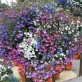 thumbnail image 4 of Seedville 200 Lobelia Regatta/ Lobelia Erinus Mix Flower Seed, 4 of 10