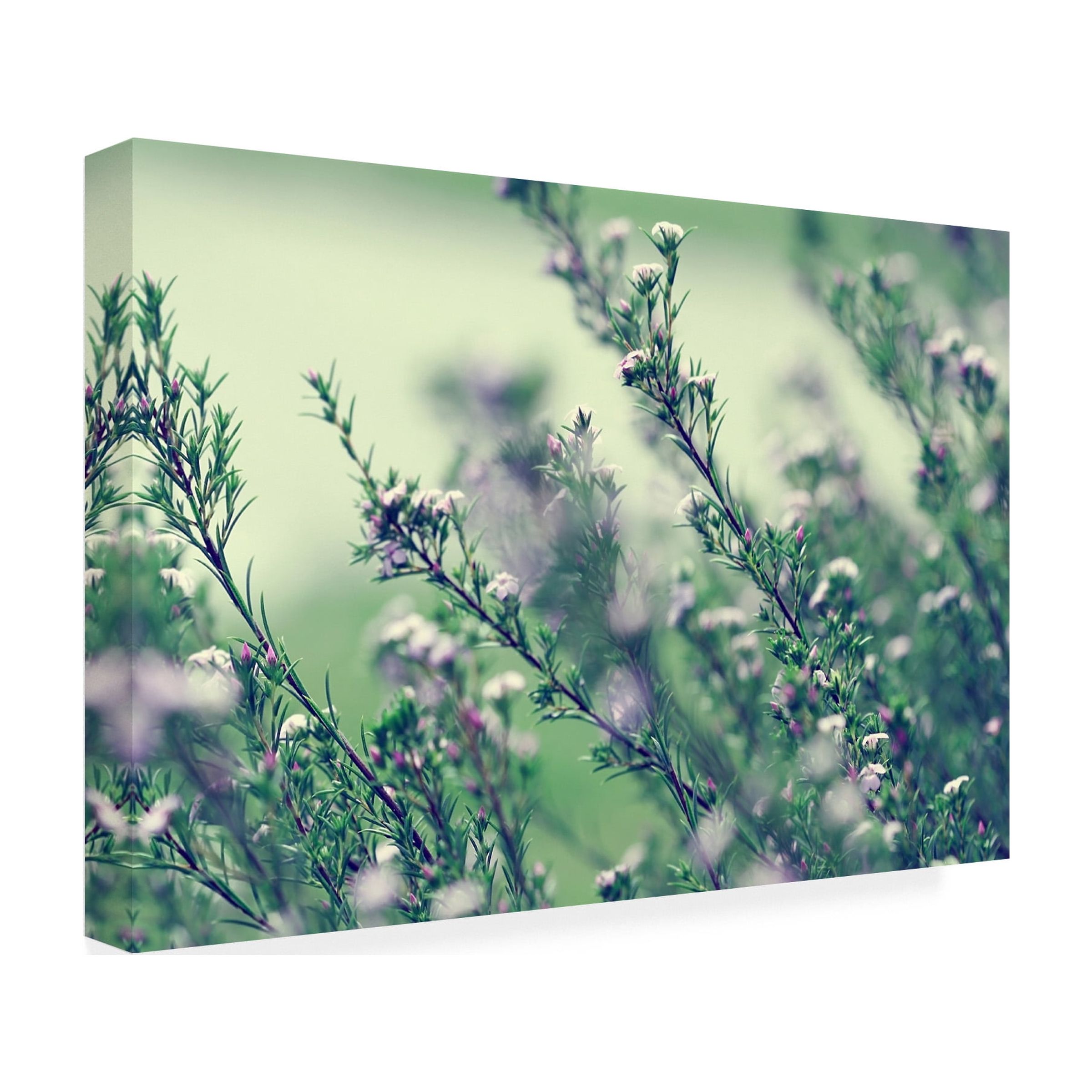 Trademark Fine Art "Memories of Summer" Canvas Art by Beata Czyzowska Young