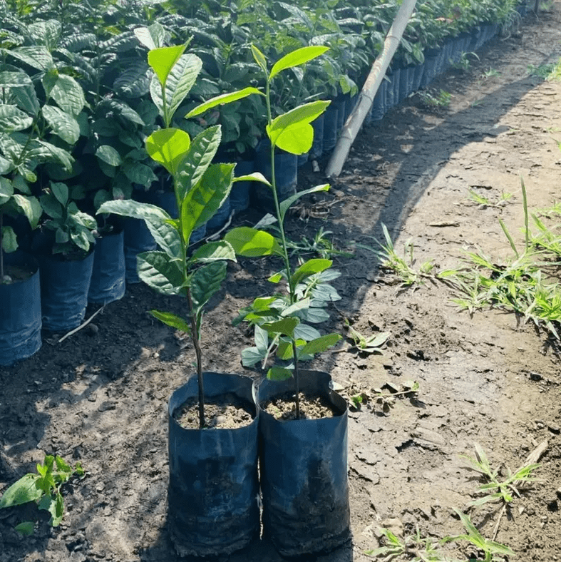 Camellia Sinensis Live Tea Plant 4-8 Inch Tall, Green Tea Starter Plant, Evergreen Herbal Plant for Indoor & Outdoor Garden