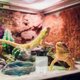 thumbnail image 1 of UPGRATOR De Para Reptiles Y En Material PP Negro Con Limpieza Sencilla Y Uso Decorativo, 1 of 7