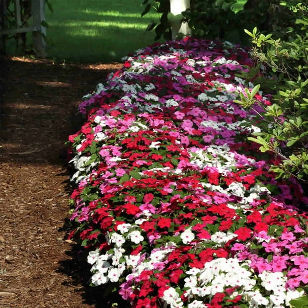 Impatiens Flower Garden Seeds F1 Dazzler Series Merlot Mix 500