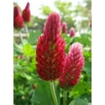 thumbnail image 2 of Crimson Clover Seed by Eretz - CHOOSE SIZE! Premium Willamette Valley, Oregon Grown Non-GMO Seed 8oz, 2 of 6