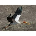 thumbnail image 3 of Bennion, Scott 18x14 Black Modern Framed Museum Art Print Titled - Yellow Billed Stork with Dinner, 3 of 5